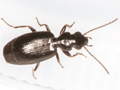 Syntomus truncatellus